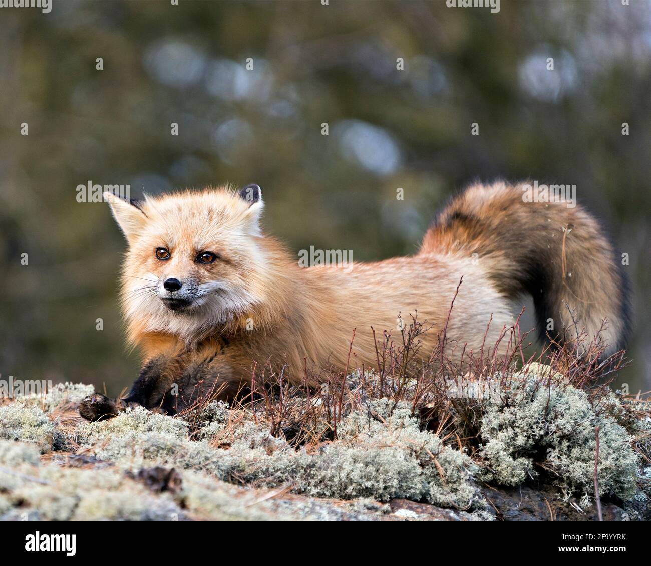 Red Fox sdraiato su una roccia muschio con sfondo sfocato che mostra pelliccia di volpe, coda boscata nel suo ambiente e habitat. Immagine FOX. Immagine. Verticale. Foto Stock