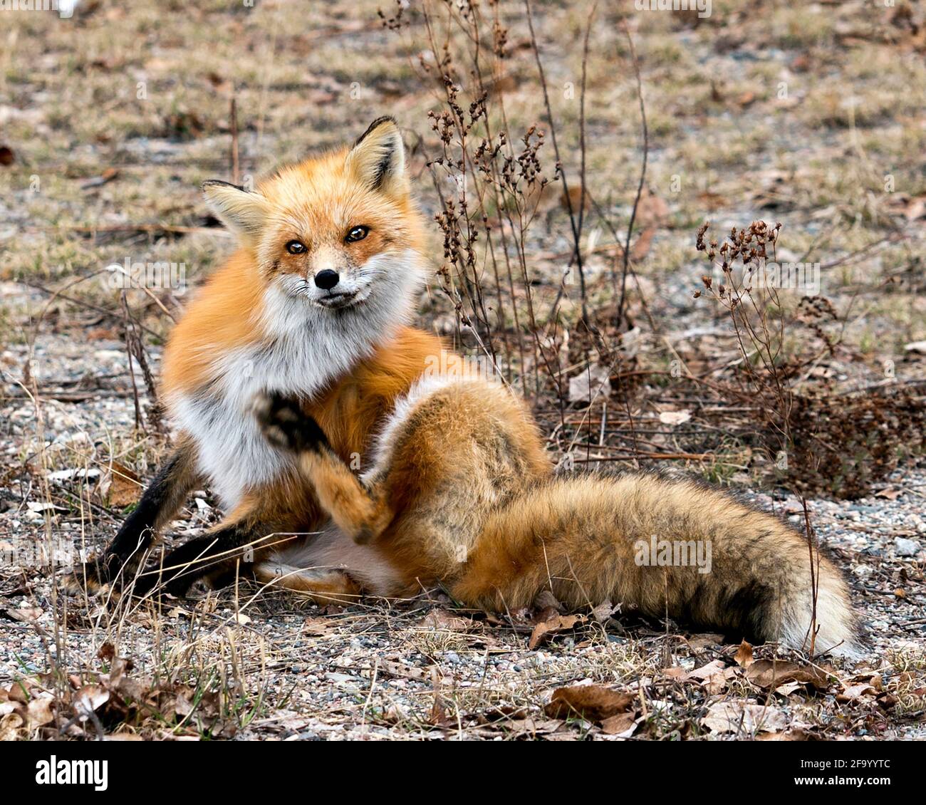 Red Fox primo piano guardando la fotocamera con sfondo sfocato primavera fogliame nel suo ambiente e habitat mostra coda boscaglia, pelliccia. Immagine FOX. Immagine. Foto Stock