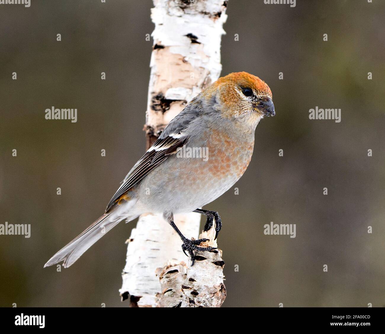 Pine Grosbeak femmina primo piano profilo vista, arroccato con uno sfondo sfocato nel suo ambiente e habitat. Immagine Grossbeak. Immagine. Verticale. Foto Stock