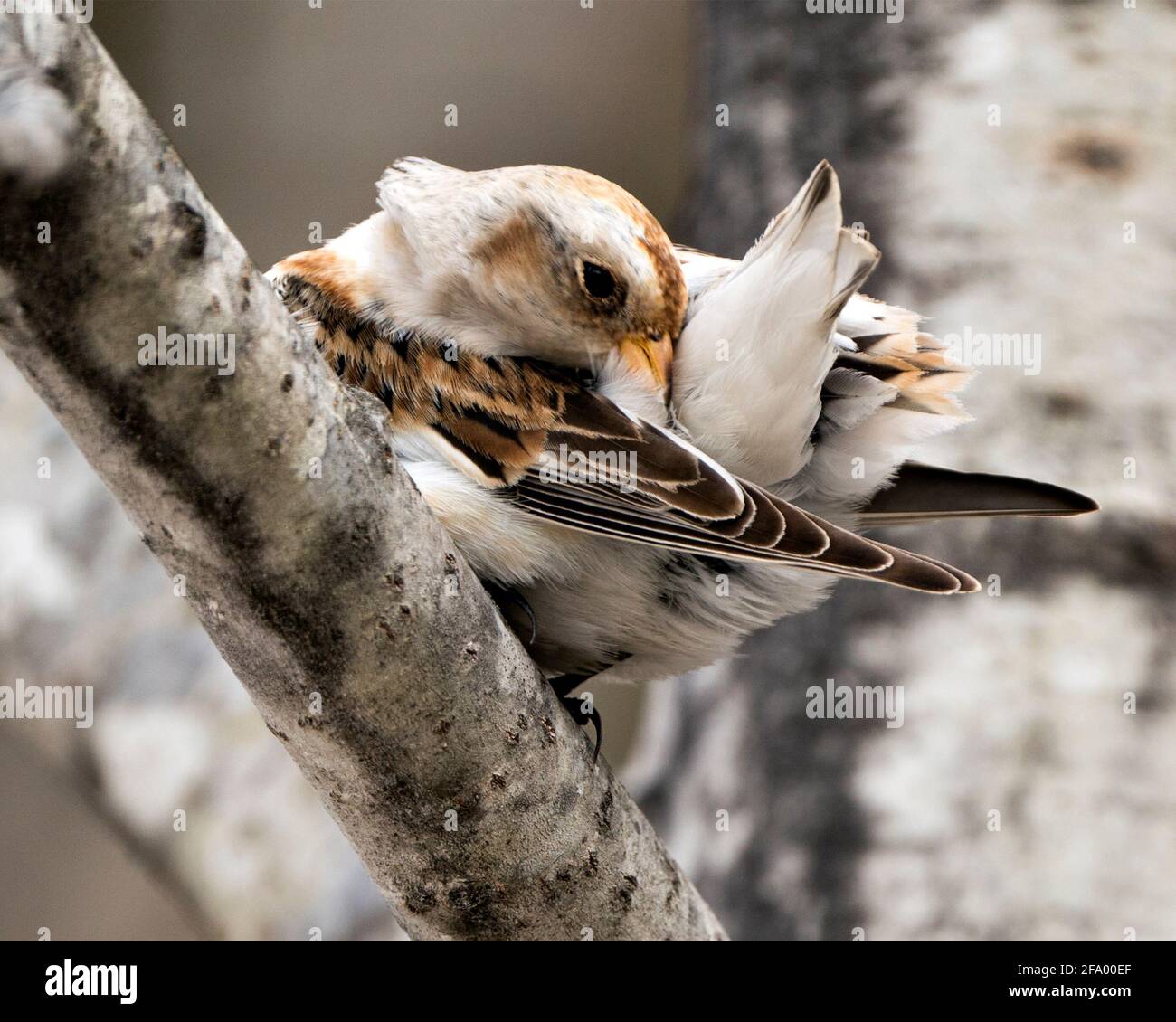 Vista ravvicinata dell'uccello Bunting, appollaiato su un ramo di albero con uno sfondo sfocato nel suo ambiente e piumaggio di piuma di pulizia habitat. Immagine. Immagine. Foto Stock