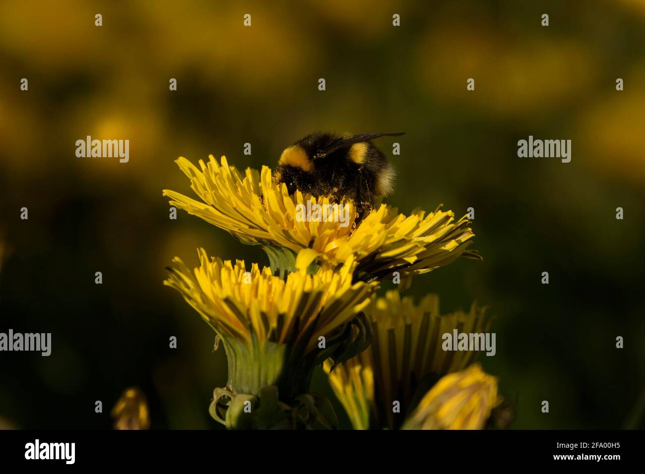 Heath Bumblebee (Bombus jonellus) che raccoglie il polline dai dandelioni, Islanda Foto Stock