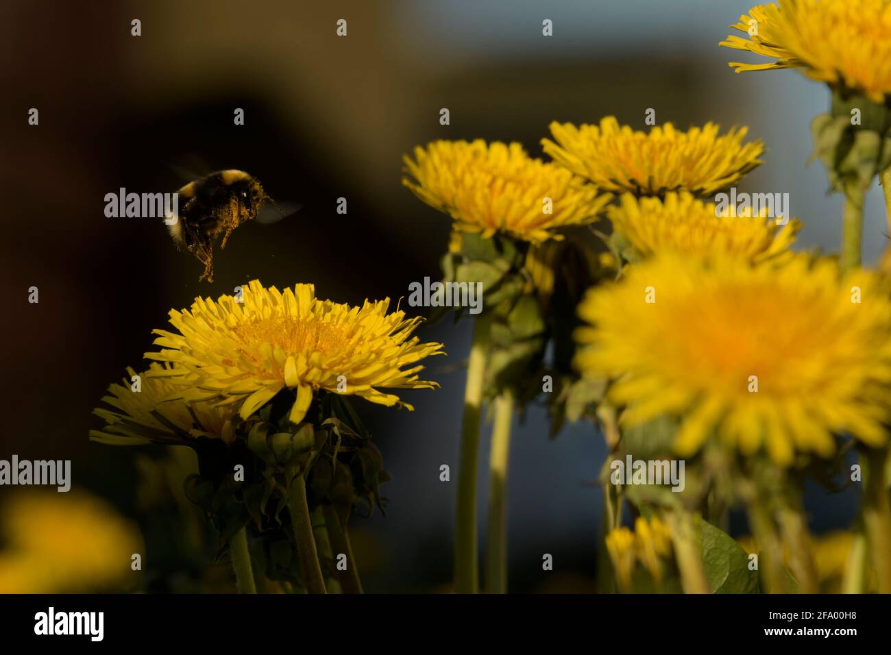 Heath Bumblebee (Bombus jonellus) che raccoglie il polline dai dandelioni, Islanda Foto Stock