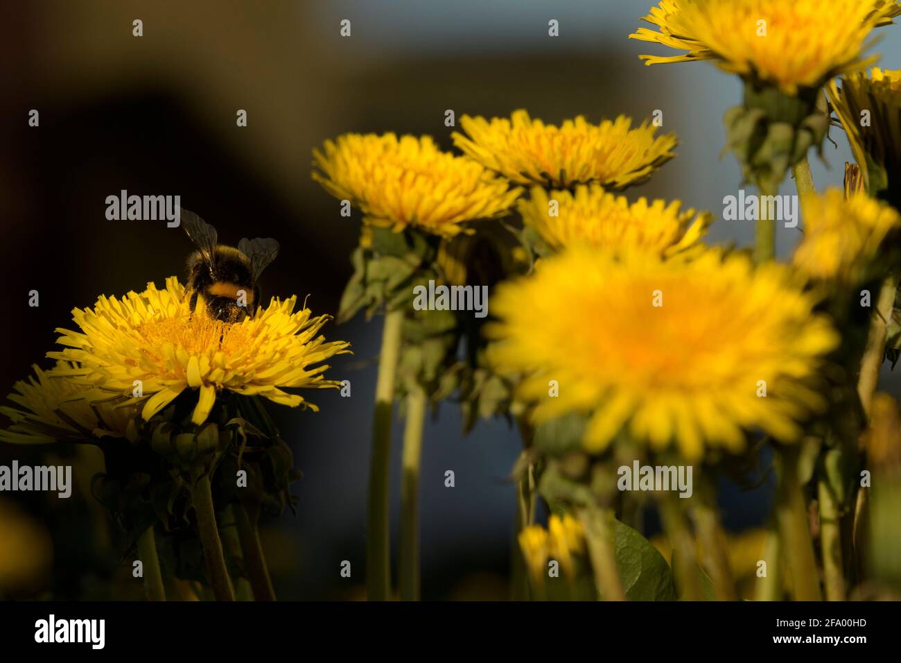 Heath Bumblebee (Bombus jonellus) che raccoglie il polline dai dandelioni, Islanda Foto Stock