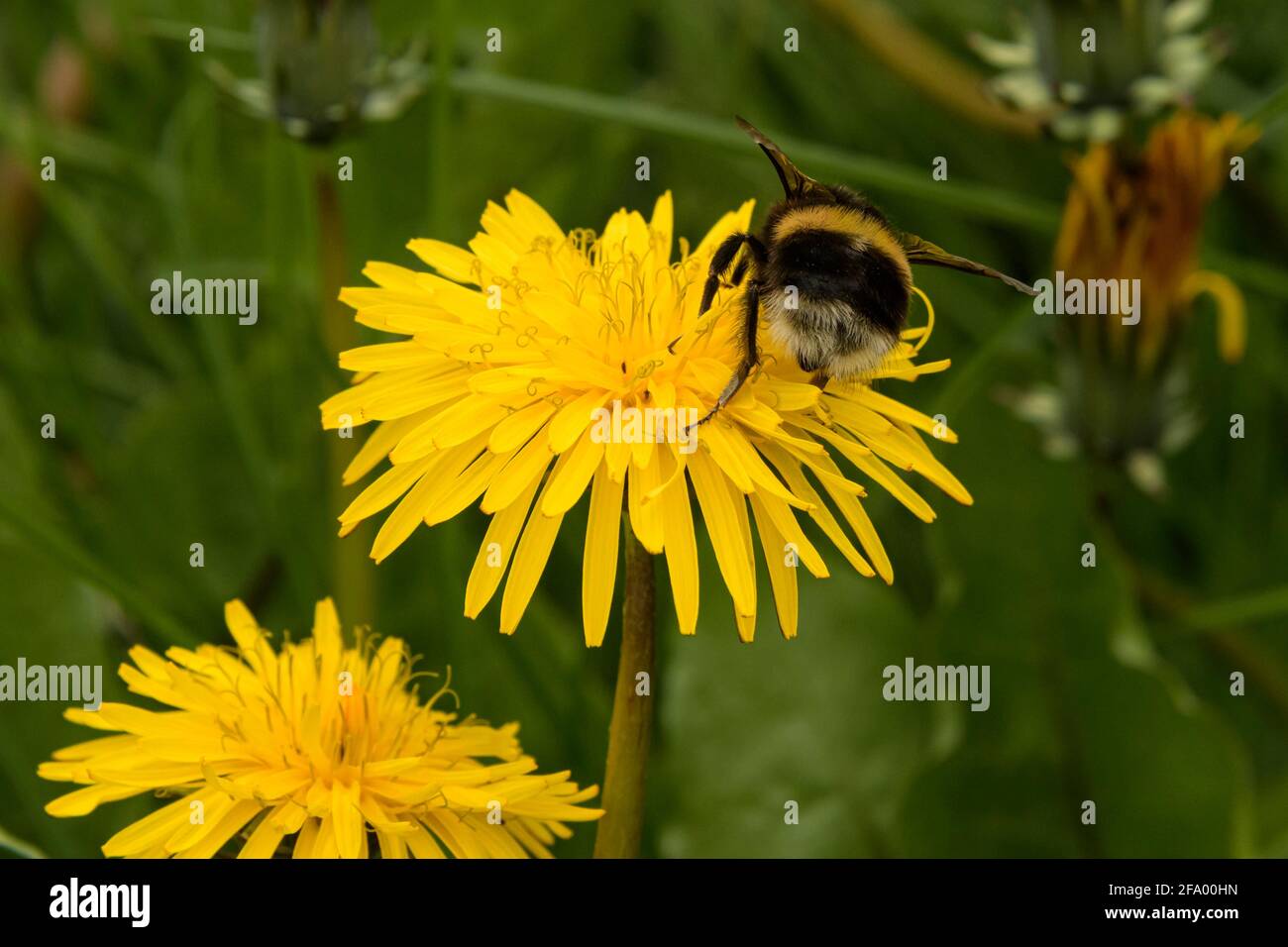 Heath Bumblebee (Bombus jonellus) che raccoglie il polline dai dandelioni, Islanda Foto Stock