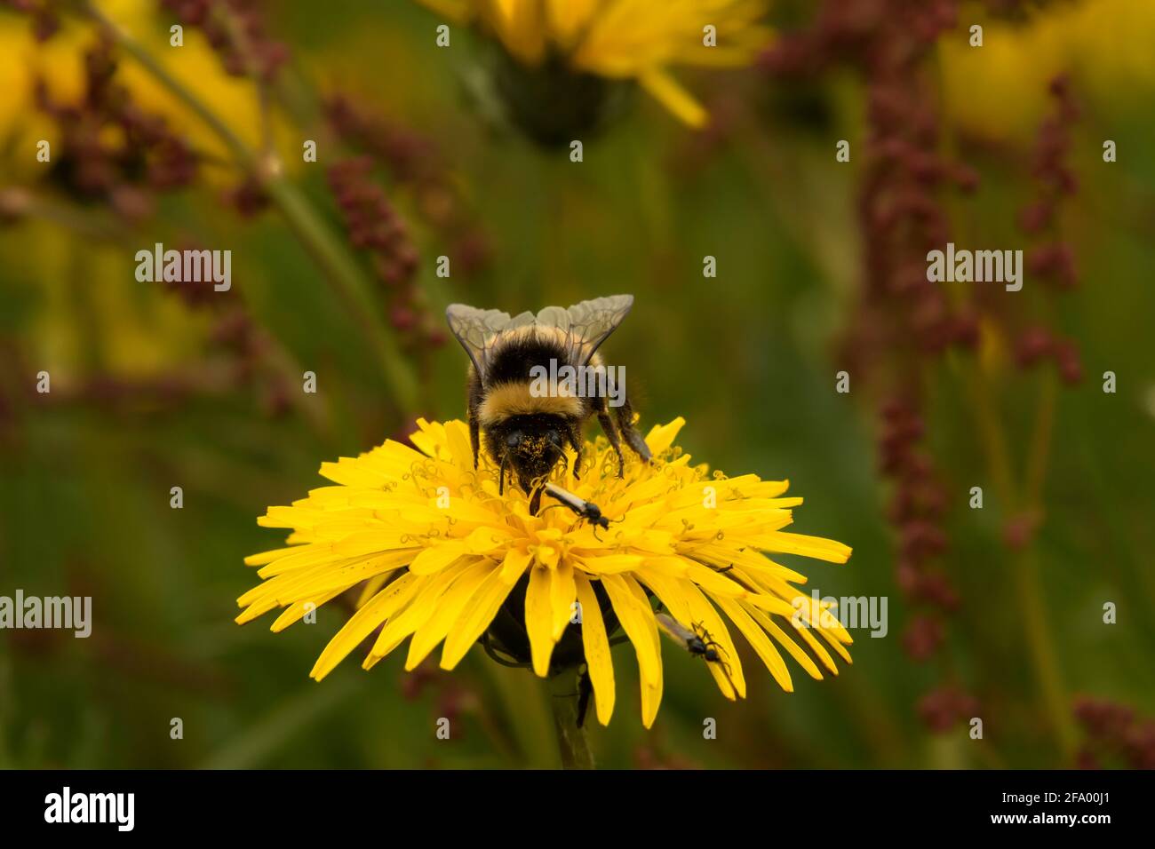 Heath Bumblebee (Bombus jonellus) che raccoglie il polline dai dandelioni, Islanda Foto Stock