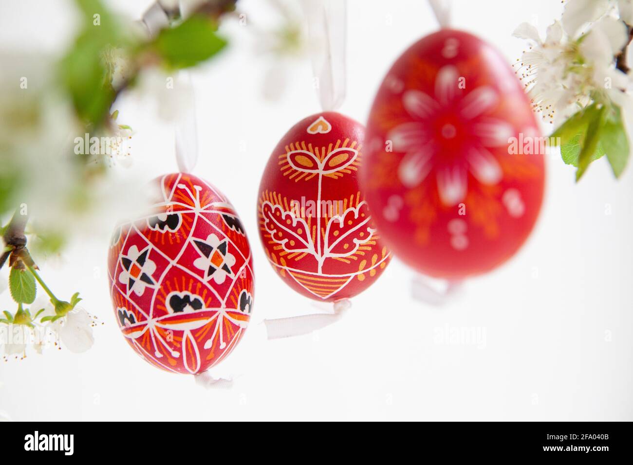 Uova di Pasqua della Repubblica Ceca, dipinte di rosso o tinte con ceralacca resistente, appese su rami di fiore di prugna su uno sfondo bianco. Anna Watson/ Foto Stock
