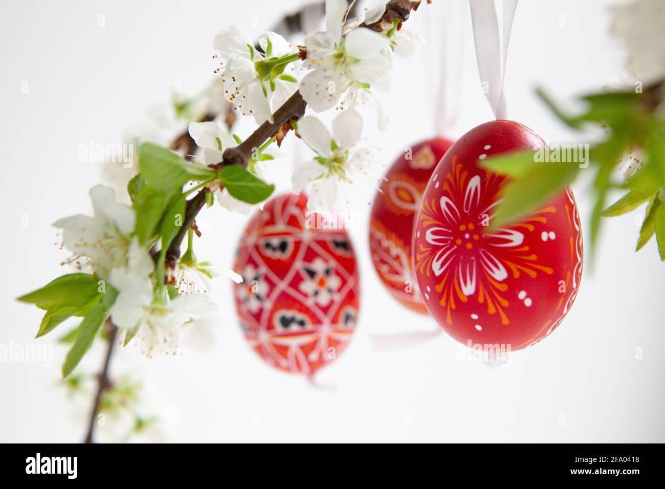 Uova di Pasqua della Repubblica Ceca, dipinte di rosso o tinte con ceralacca resistente, appese su rami di fiore di prugna su uno sfondo bianco. Anna Watson/ Foto Stock