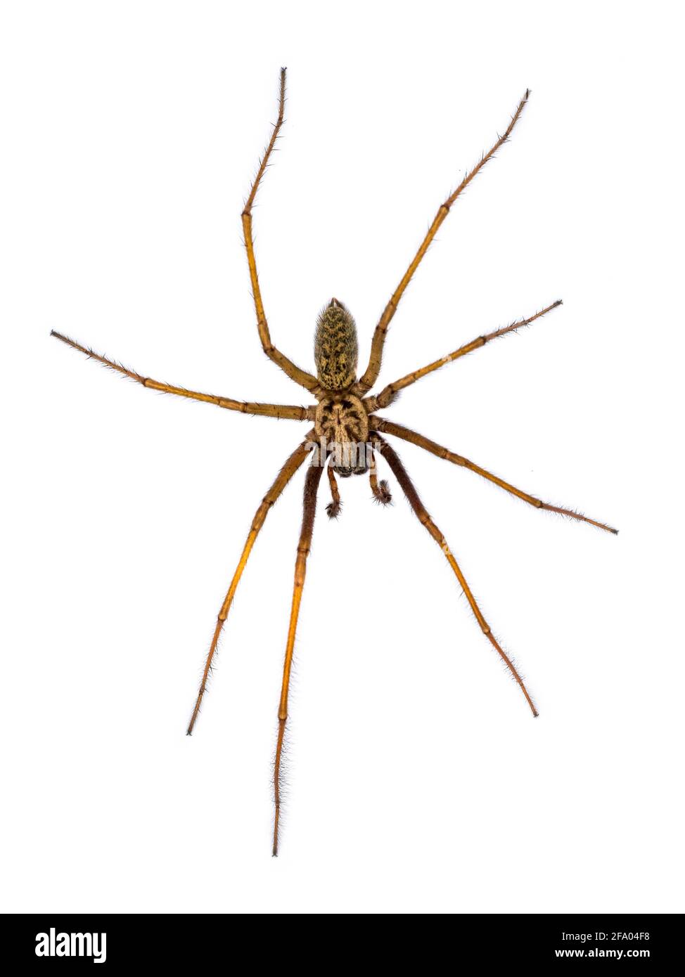 Casa gigante spider (Eratigena atrica) vista dall'alto in basso di aracnide con lunghe gambe pelose isolati su sfondo bianco Foto Stock
