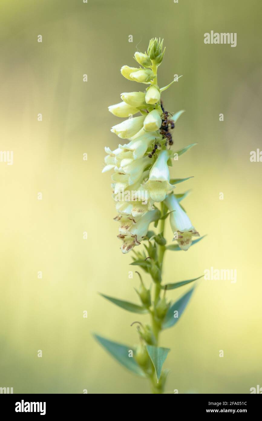 Foxglove paglia (Digitalis lutea) breve pianta perenne con formiche di mangiare il nettare Foto Stock