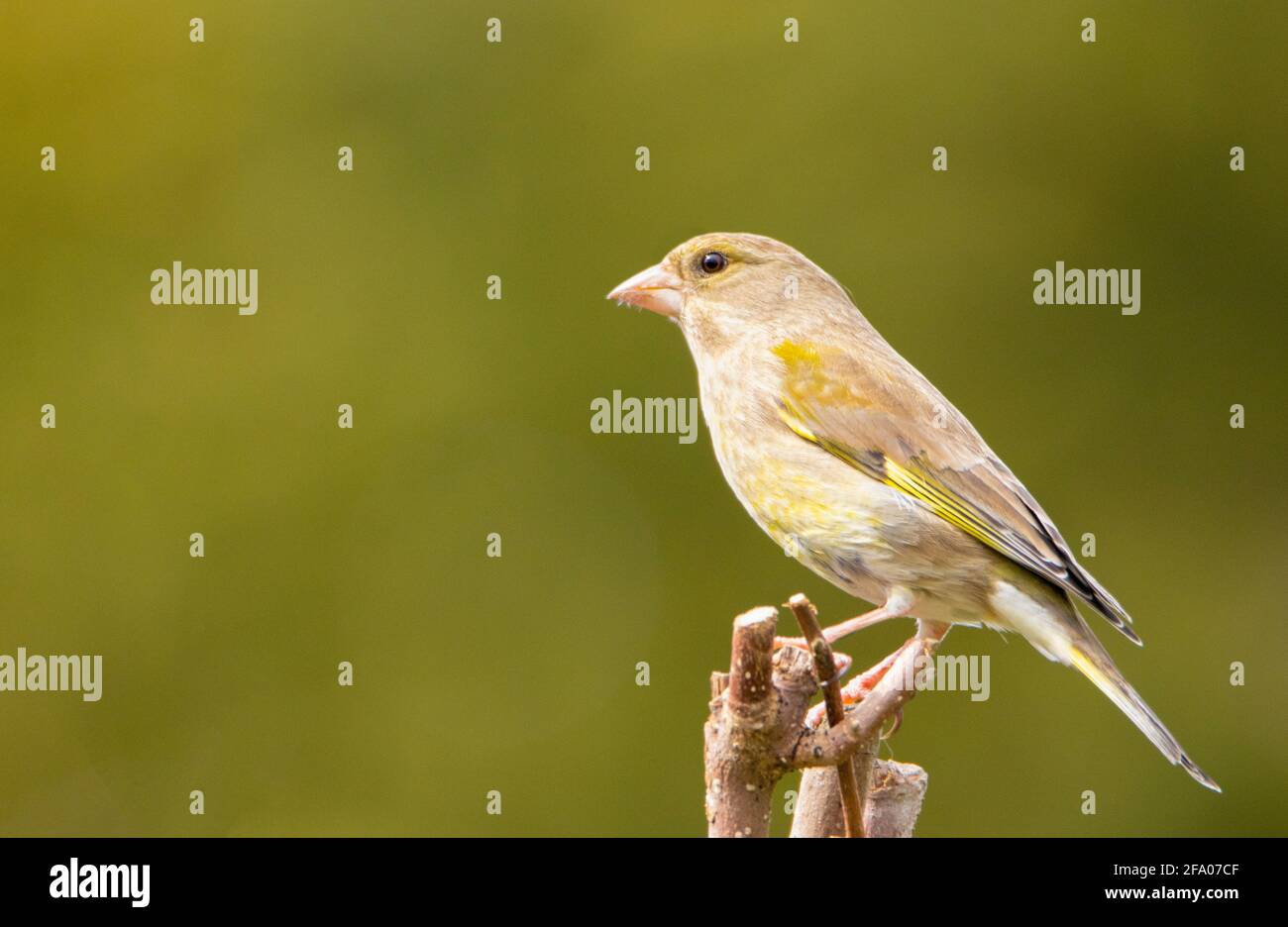 Verdino, Chloris Chloris, piccolo uccello da giardino, fringuello, arroccato su un ramo in un giardino britannico, aprile 2021 Foto Stock