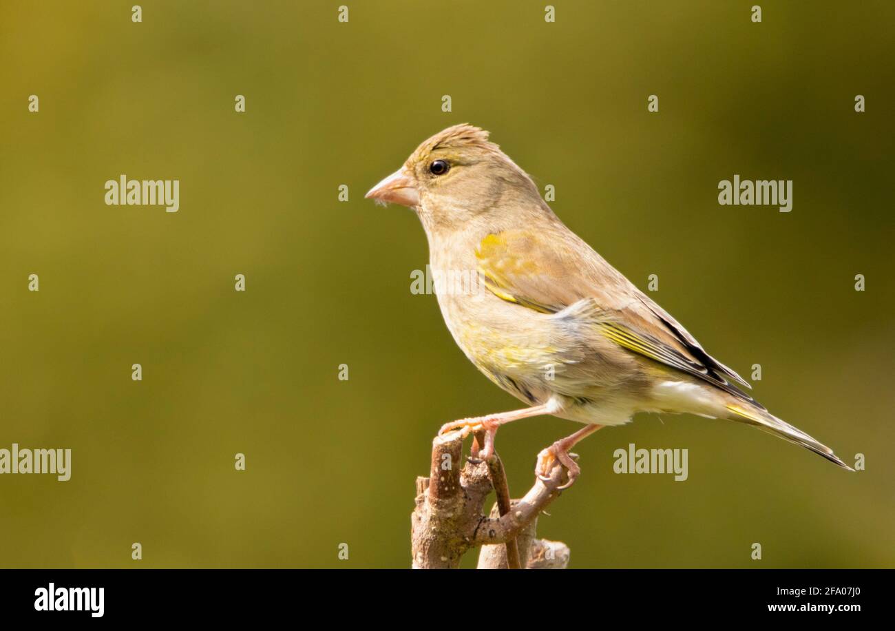 Greenfinch, Chloris Chloris, arroccato su una filiale in un giardino britannico, Bedfordshire, Regno Unito Foto Stock