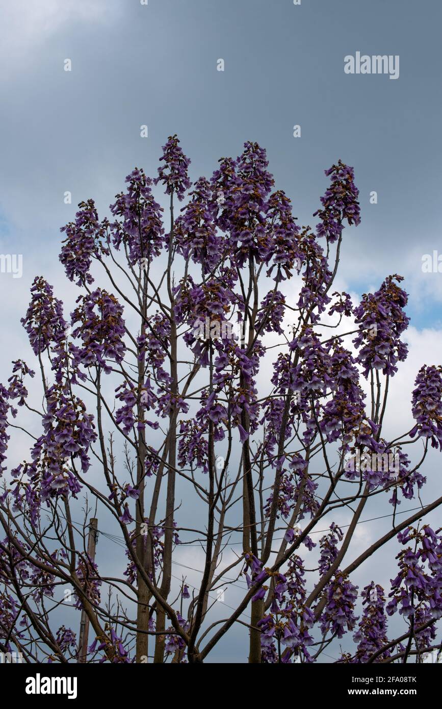 Paulownia tomentosa, foxglove tree, princess tree, Empress tree Foto Stock