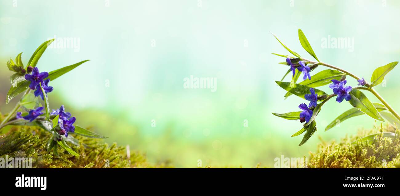 Stagione primaverile, fiori blu scuro della foresta Foto Stock