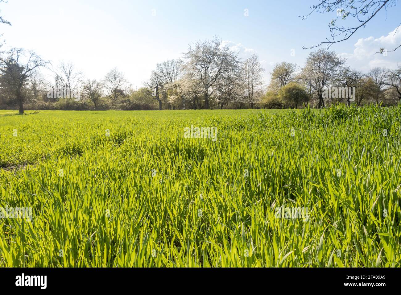 fior di mais appena seminato in primavera con colore verde fresco e frutteto fiorente sullo sfondo. Soleggiato giorno e paesaggio agricolo in SC Foto Stock