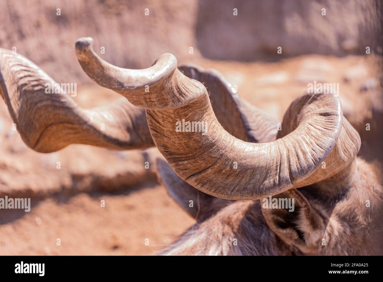 Corni a spirale della capra di montagna. Markhor o scythe capra guarda nella macchina fotografica. Capra di montagna nel selvaggio Capra falconeri Foto Stock