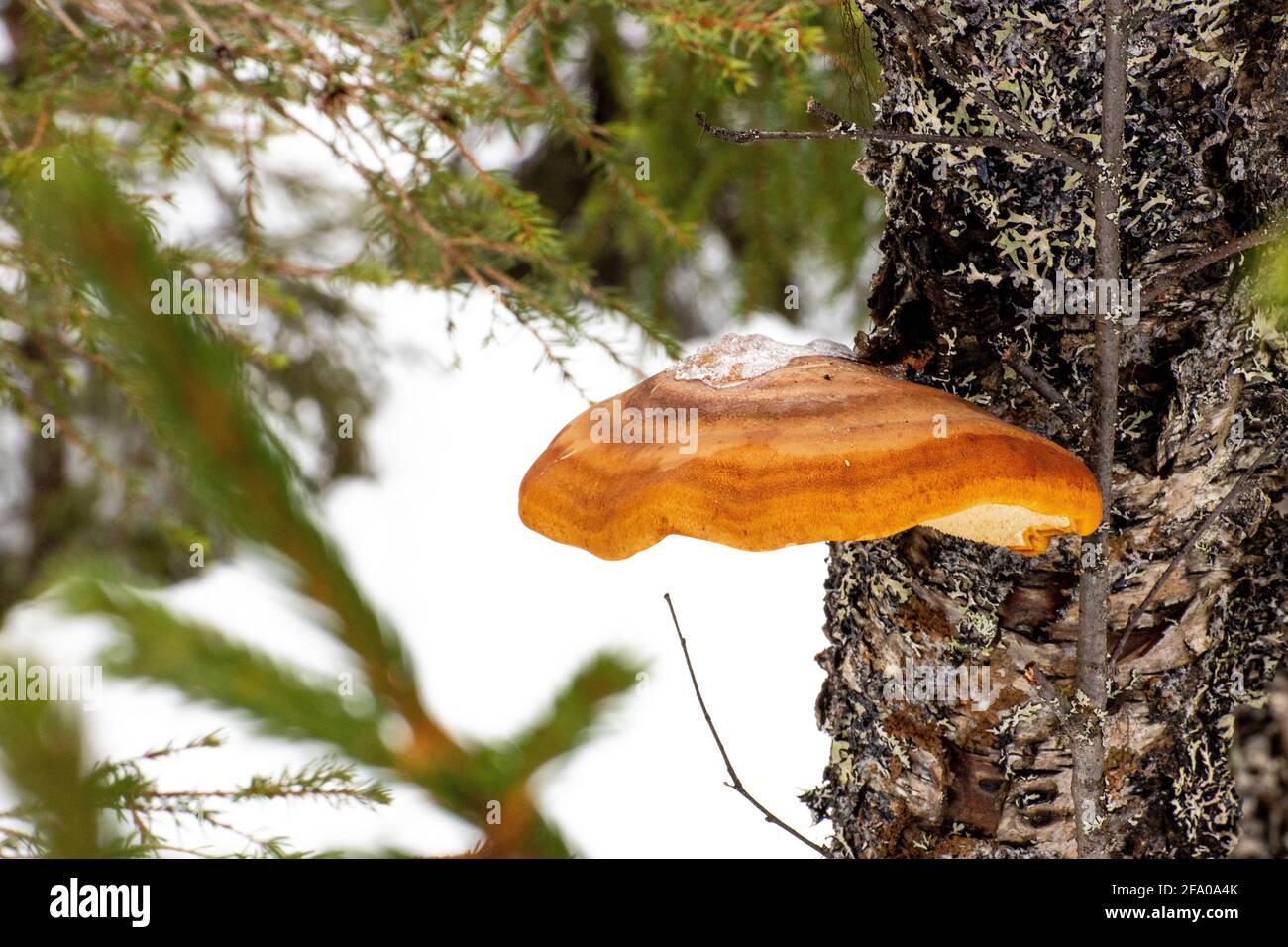 Mensola di betulla in una vecchia foresta di betulla Foto Stock