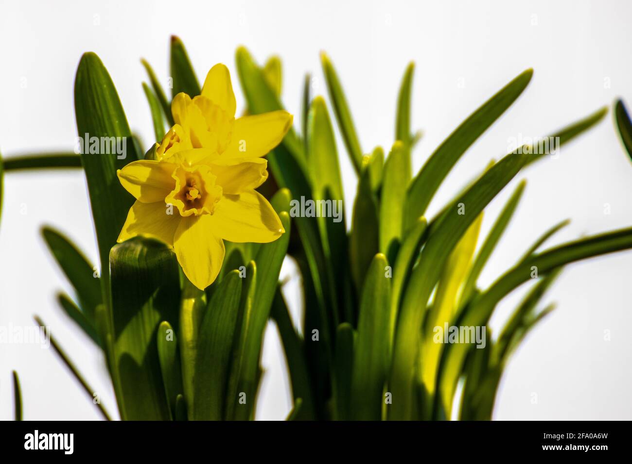 Daffodil selvaggio - påskelilje Foto Stock