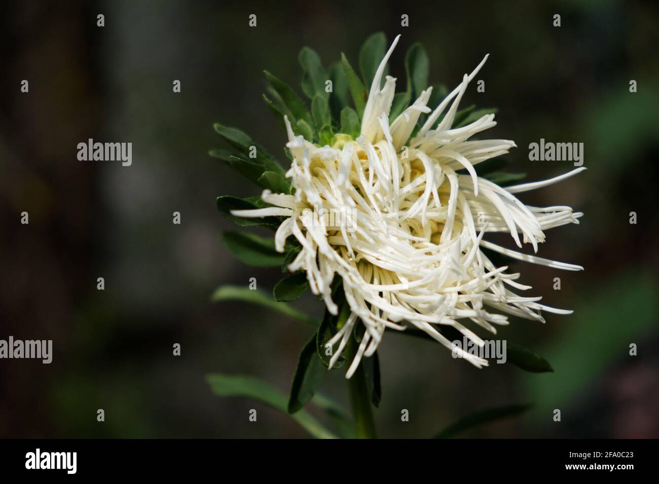 Fiore singolo di un crisantemo bianco su sfondo sfocato, primo piano. Gocce di rugiada sui petali di fiori. Foto Stock