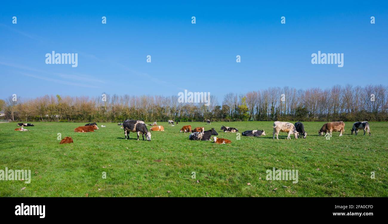 Razze miste di bovini (mucche), che si adagia e si siede sull'erba in un campo in una mattina di primavera nel Sussex occidentale, Inghilterra, Regno Unito. Foto Stock