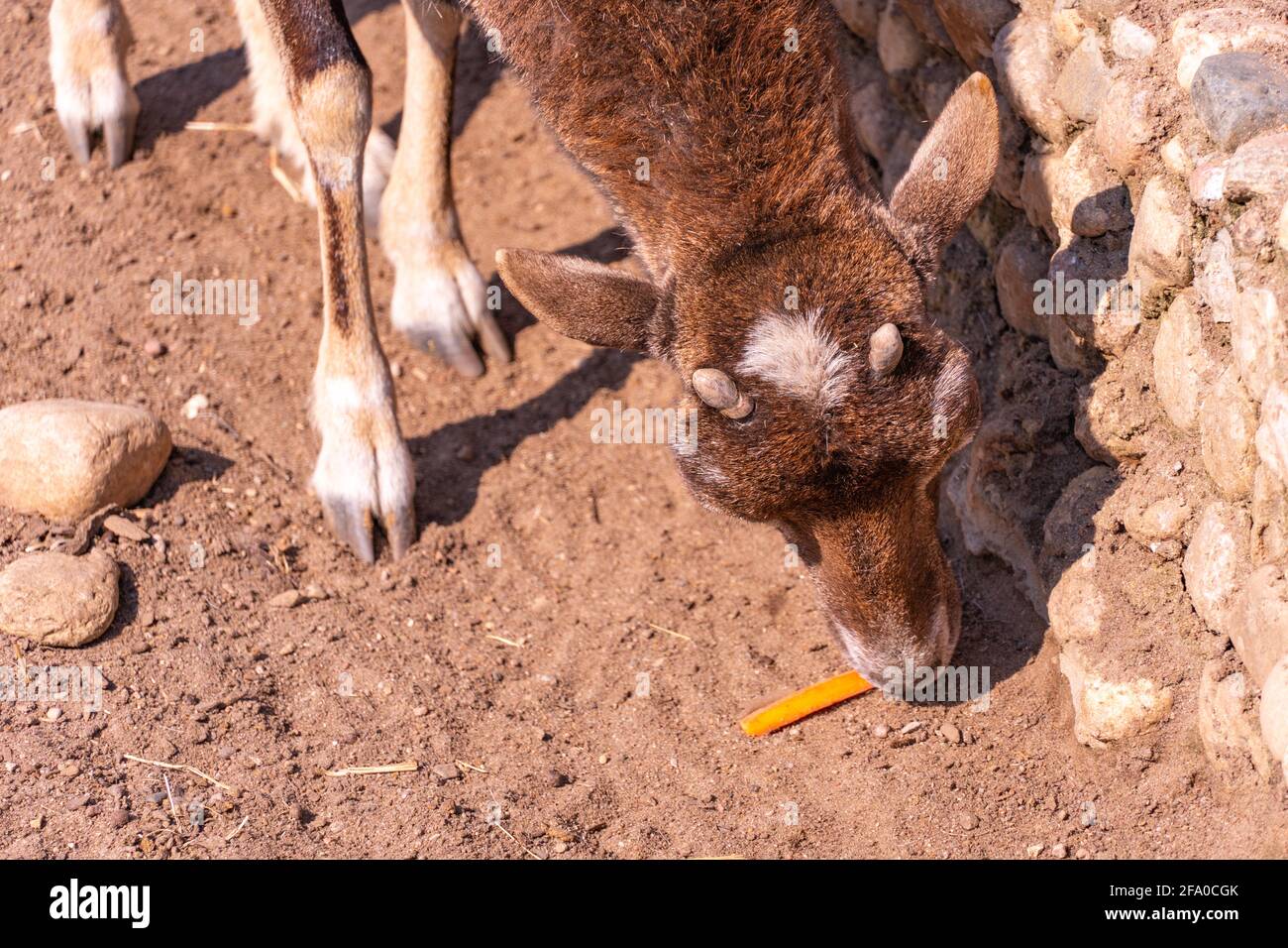La capra europea del mouflon del bambino mangia una carota, pecora omestic nel primo piano del pomeriggio Foto Stock