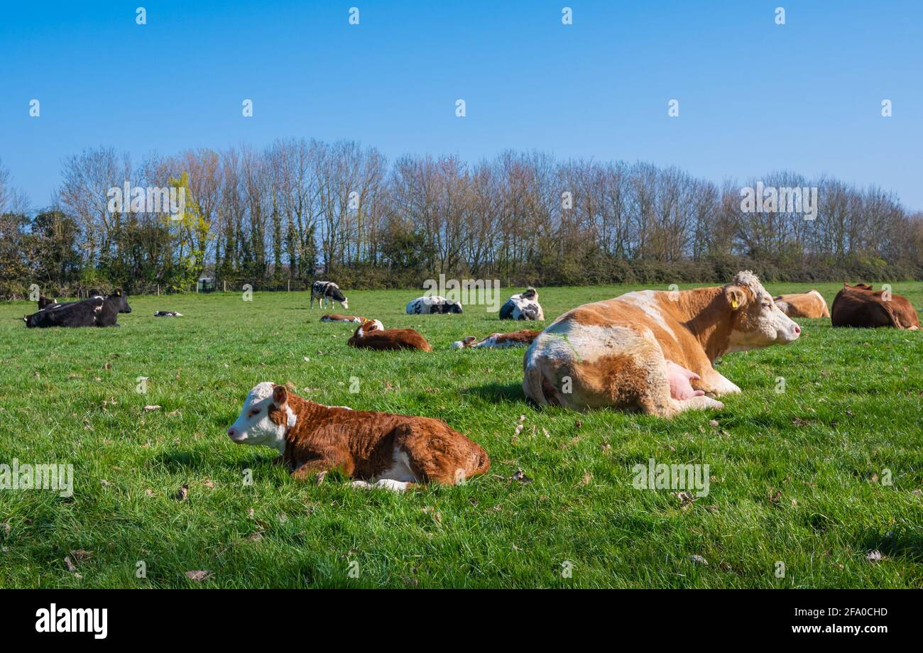 Vitello giovane (bestiame bovino, mucca) che si stesa sull'erba in un campo in una mattina di primavera nel Sussex occidentale, Inghilterra, Regno Unito. Foto Stock