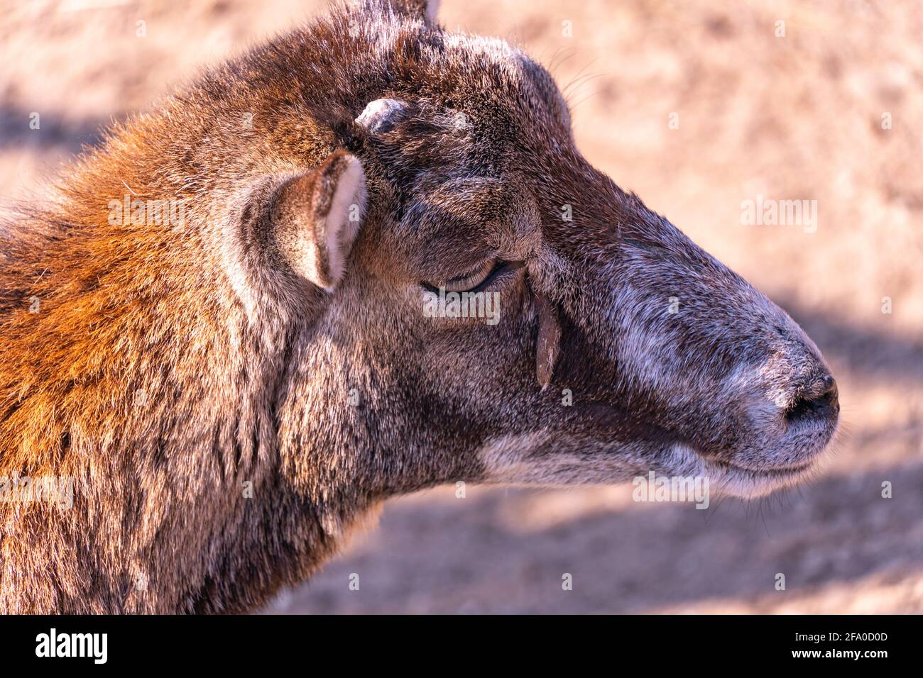 Baby mouflon europeo crogiolarsi al sole, pecore domestiche nel primo piano del pomeriggio Foto Stock