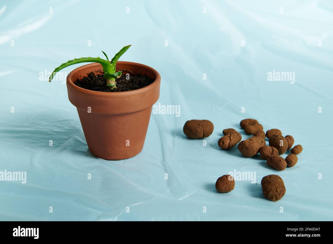 Argilla espansa sparsa, drenaggio per piante su una pellicola trasparente  su uno sfondo blu accanto ad una pentola di argilla con fiore di aloe Foto  stock - Alamy