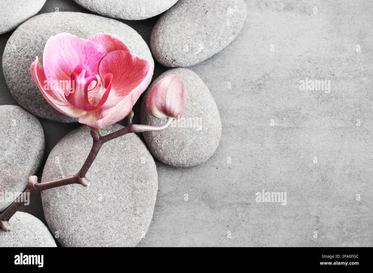 Pietre termali e orchidea rosa su sfondo grigio. Foto Stock