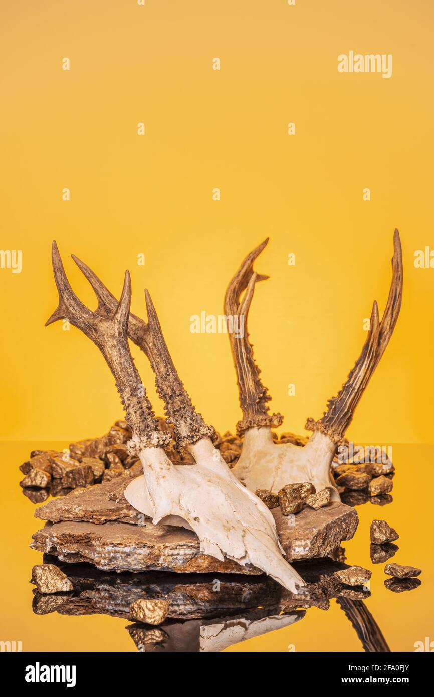 Cranio animale con corni, su sfondo giallo Foto Stock