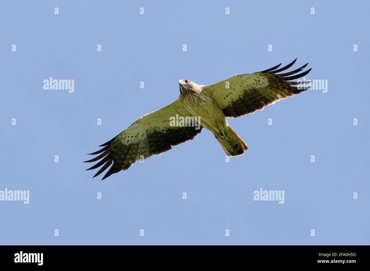 Avviato Eagle (Hieraaetus pennatus) Foto Stock