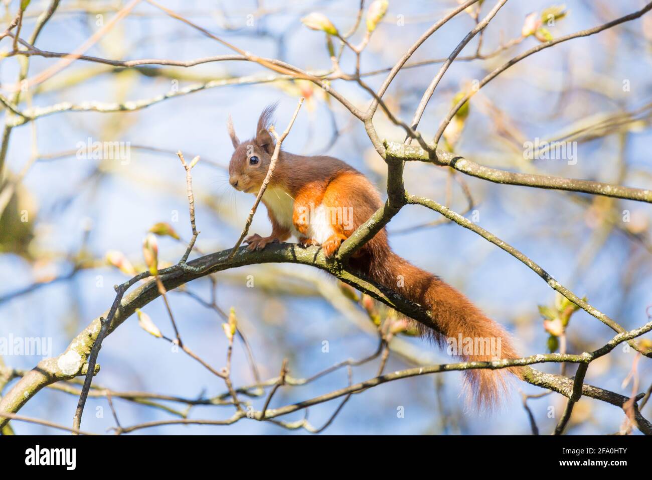 Scoiattolo rosso che riposa in un ramo in un albero sopra Una giornata di sole in primavera nel Northumberland Foto Stock