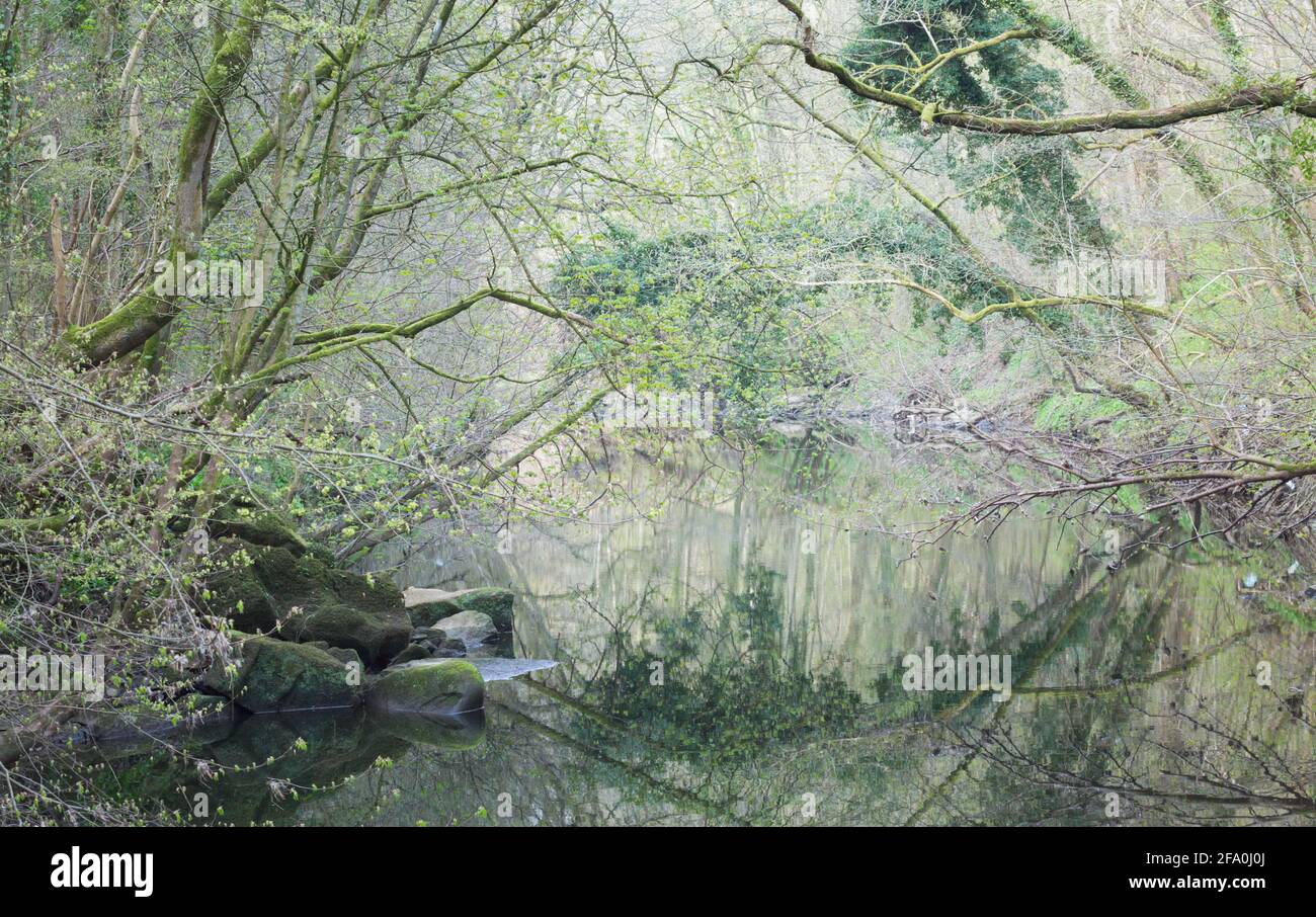 Un groviglio di alberi che sovrastano un fiume, una scena di boschi selvaggi all'inizio della Primavera nel Northumberland, nel Nord-Est dell'Inghilterra Foto Stock