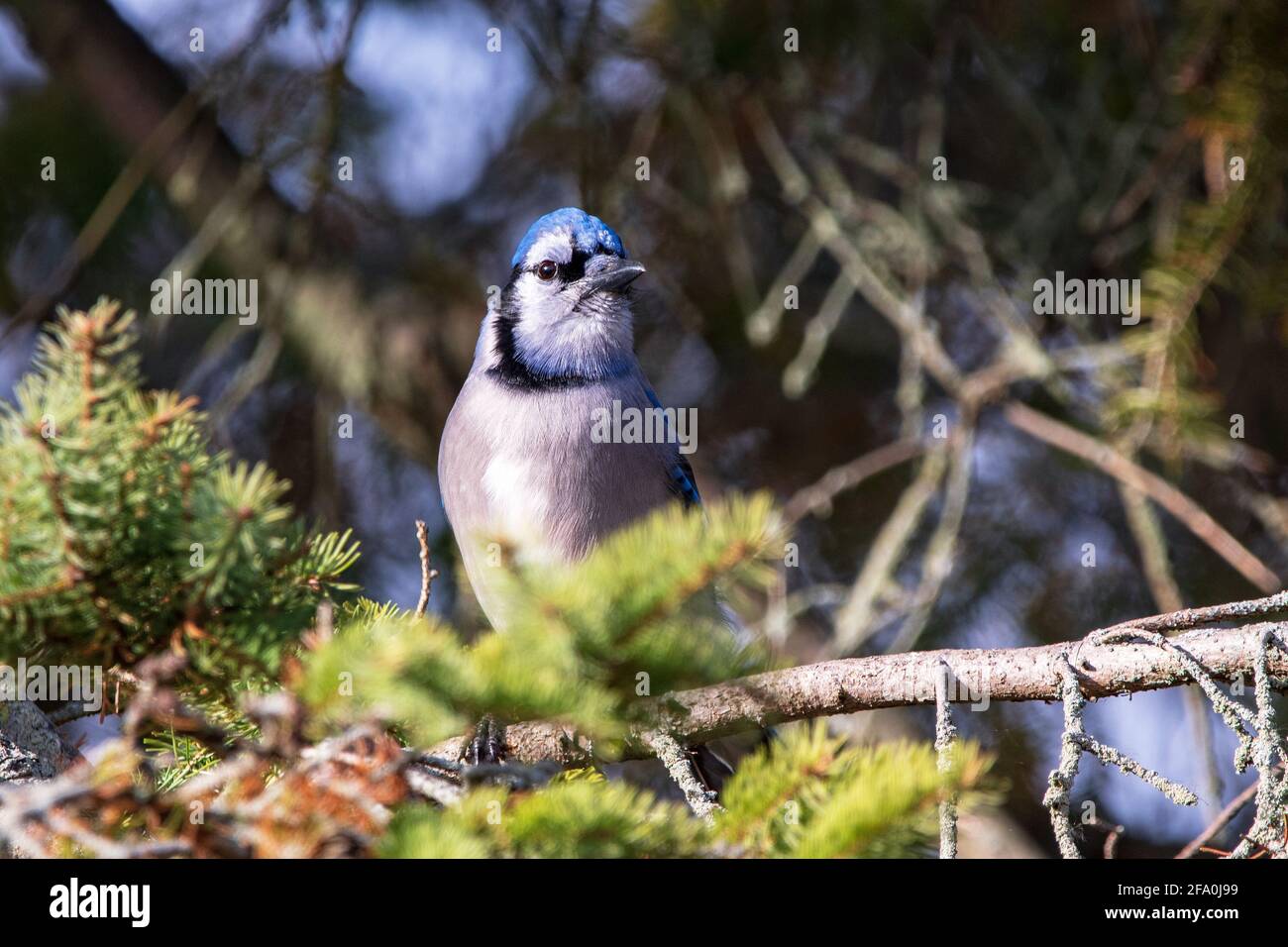 Blue jay appollaiato su un ramo di pino Foto Stock