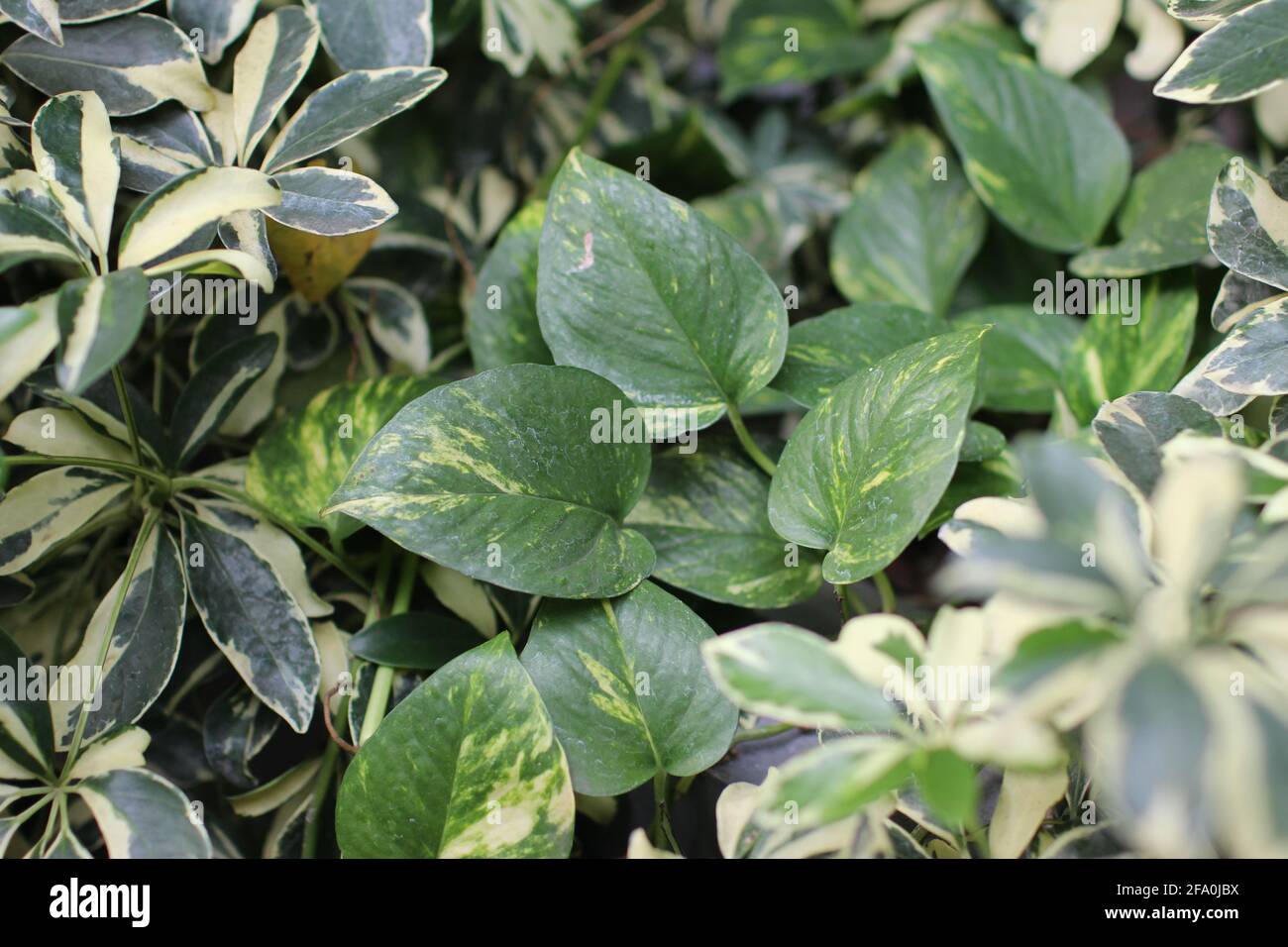 Casa piantando. Primo piano sullo sfondo dell'impianto. Foglia verde bianca. Foto Stock