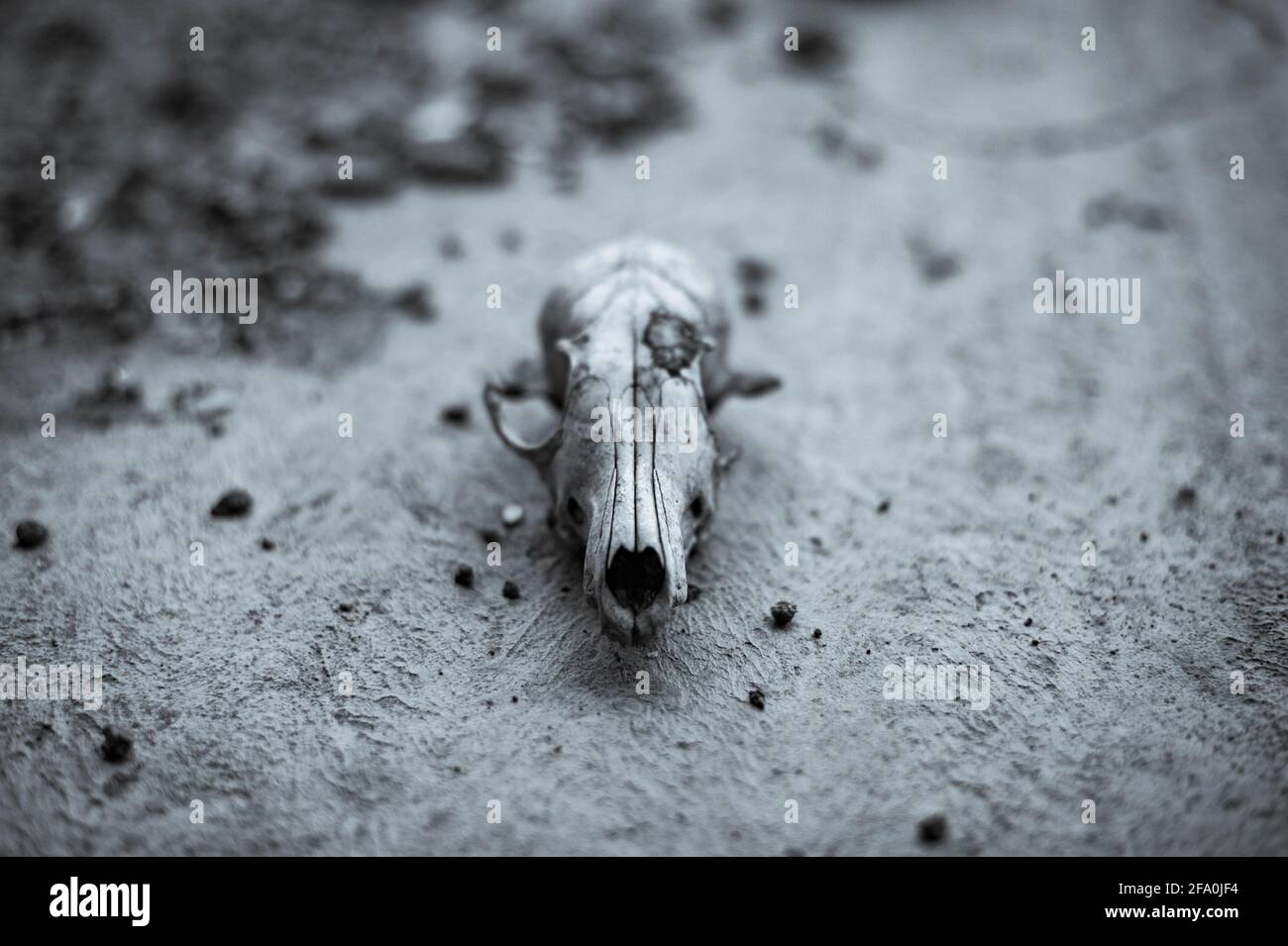 Il cranio del vecchio cane che piove si trova sul cemento Foto Stock
