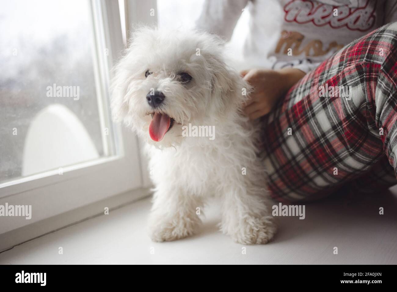 Immagine ritagliata del proprietario femminile di animale domestico seduto con bella pelosa bianco bichon frise cane a casa Foto Stock