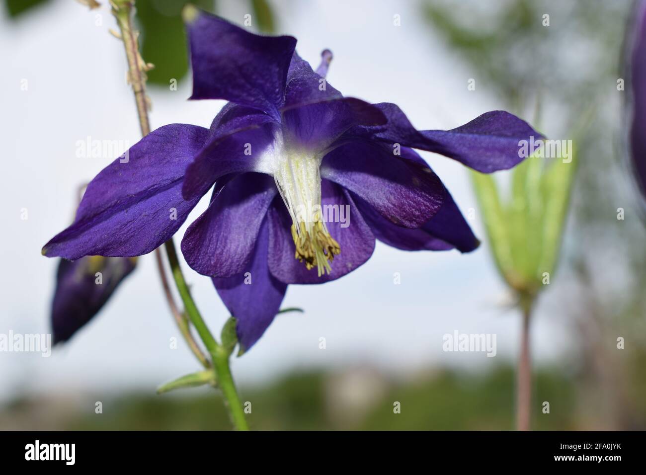 Aconitum, o nomi comuni: Aconite, monkshood, wolf's-bane. Fiore viola. Foto Stock