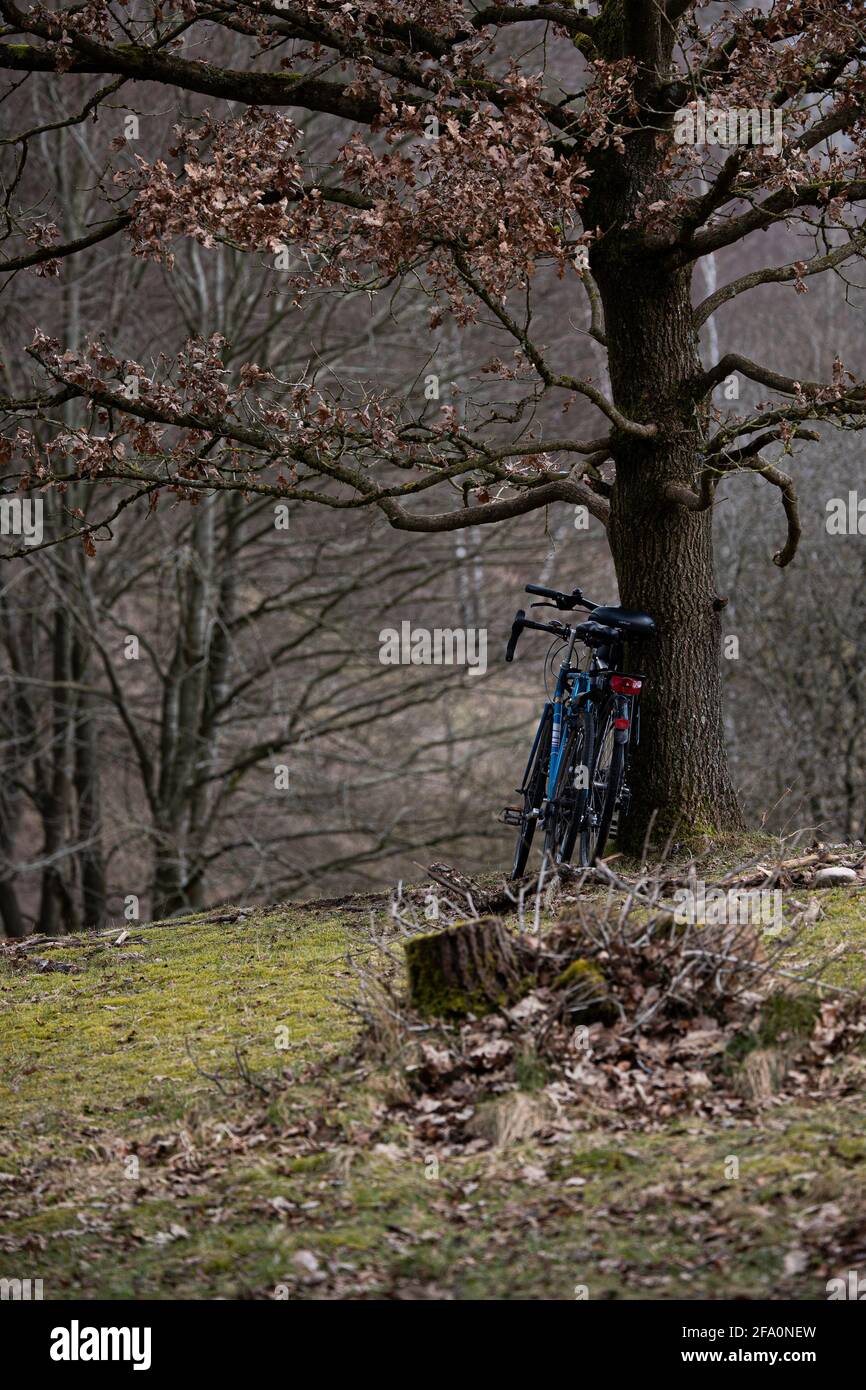 Fahrräder am Baum Foto Stock