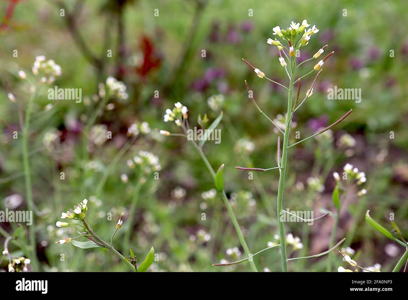Arabidopsis thaliana Thale cress – minuscoli fiori bianchi su steli verdi, aprile, Inghilterra, Regno Unito Foto Stock