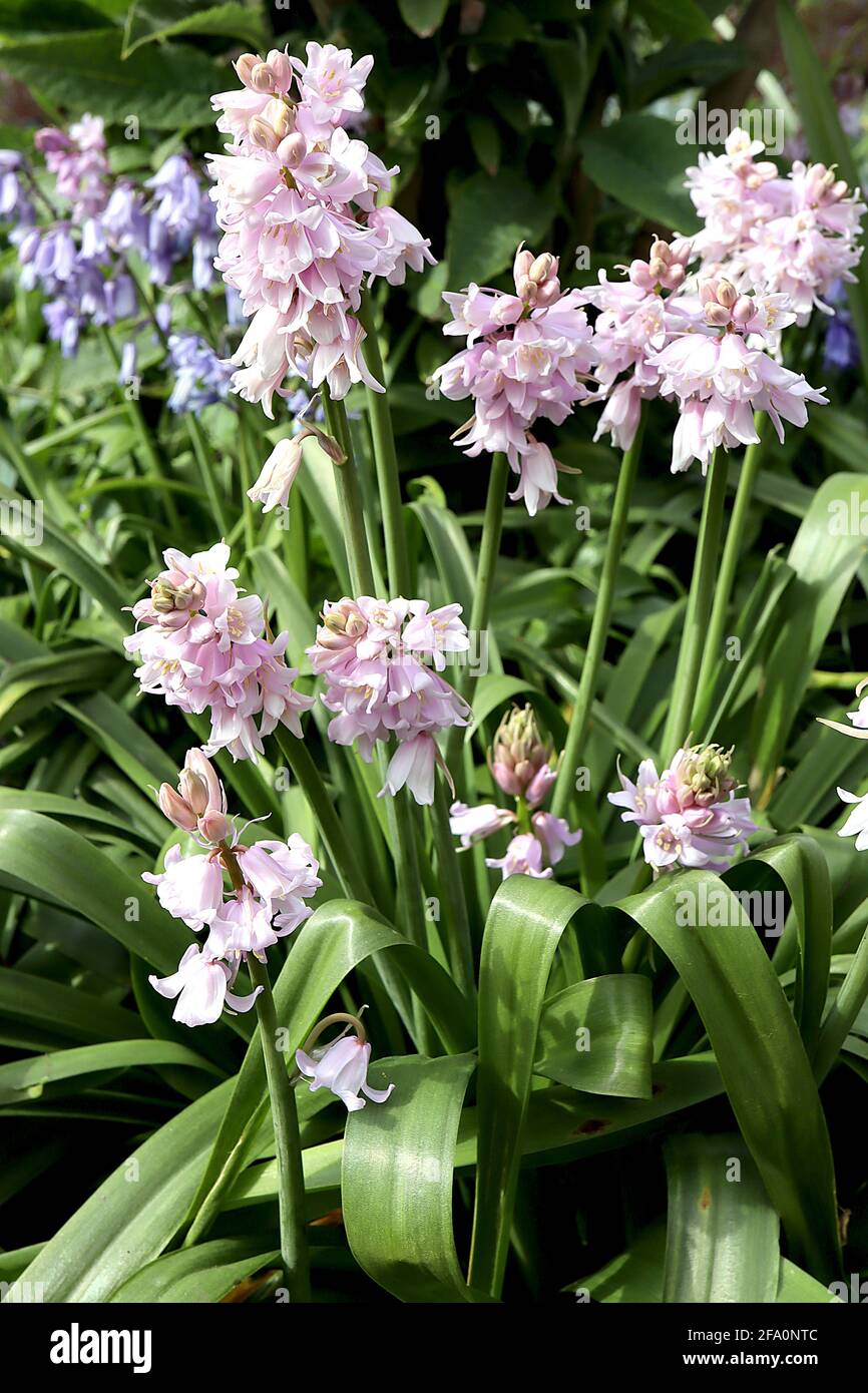 Hyacinthoides hispanica ‘Dainty Maid’ Bluebells spagnoli – fiori a forma di campana pallido con strisce blu, aprile, Inghilterra, Regno Unito Foto Stock
