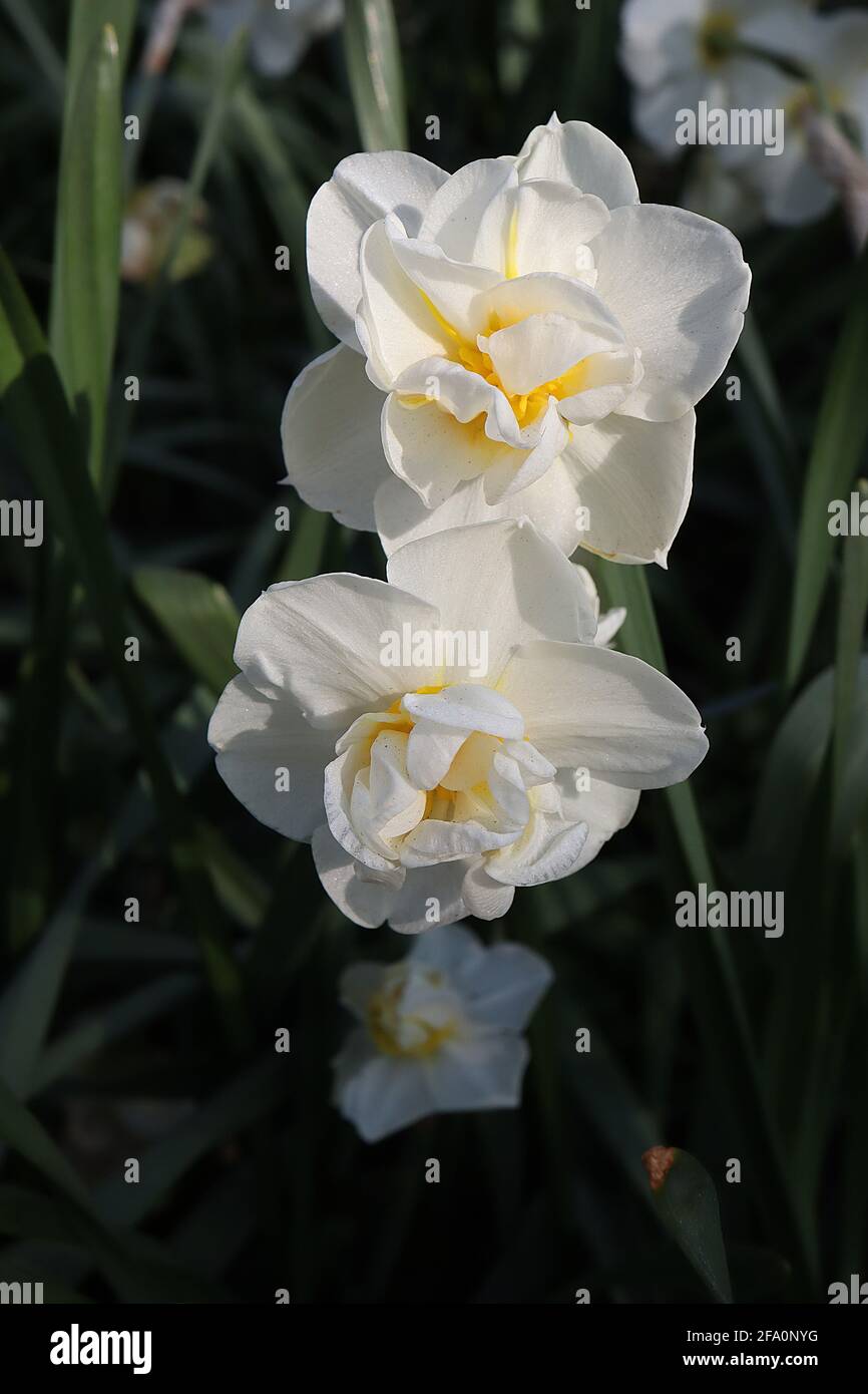 Narcissus / Daffodil ‘Sir Winston Churchill’ Divisione 4 doppio Daffodils petali bianchi, segmenti petaloidi bianchi e gialli, strisce radiali gialle, Foto Stock