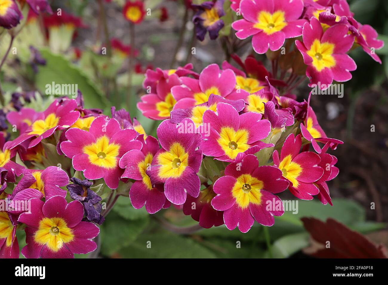 Primula Crescendo tonalità rosa e rosa (Crescendo Series) Primrose Crescendo Pink – fiori rosa brillante con centro giallo, aprile, Inghilterra, Regno Unito Foto Stock