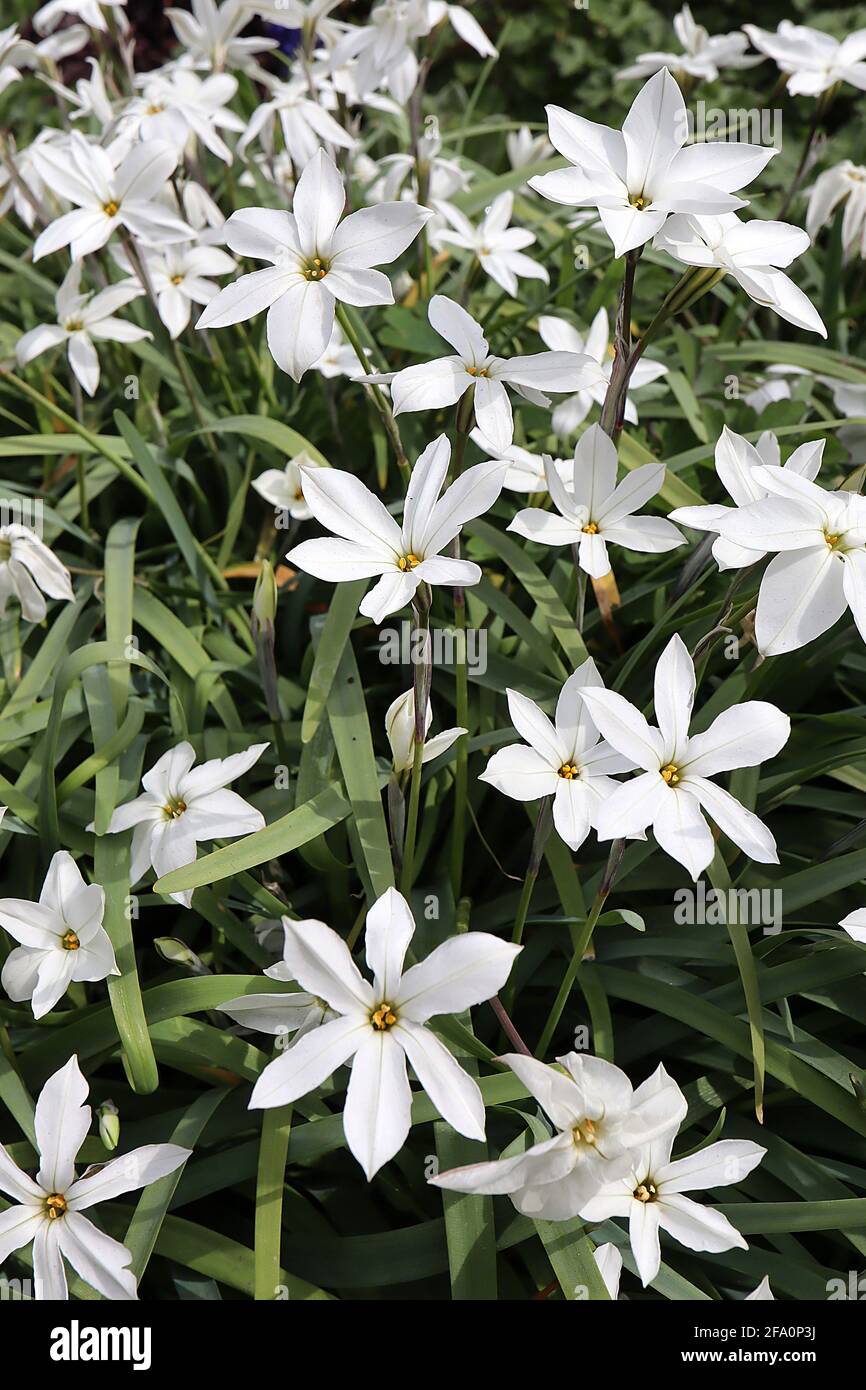 Ipheion uniflorum ‘White Star’ Springstar – fiore bianco a forma di stella tinta blu pallido, aprile, Inghilterra, Regno Unito Foto Stock
