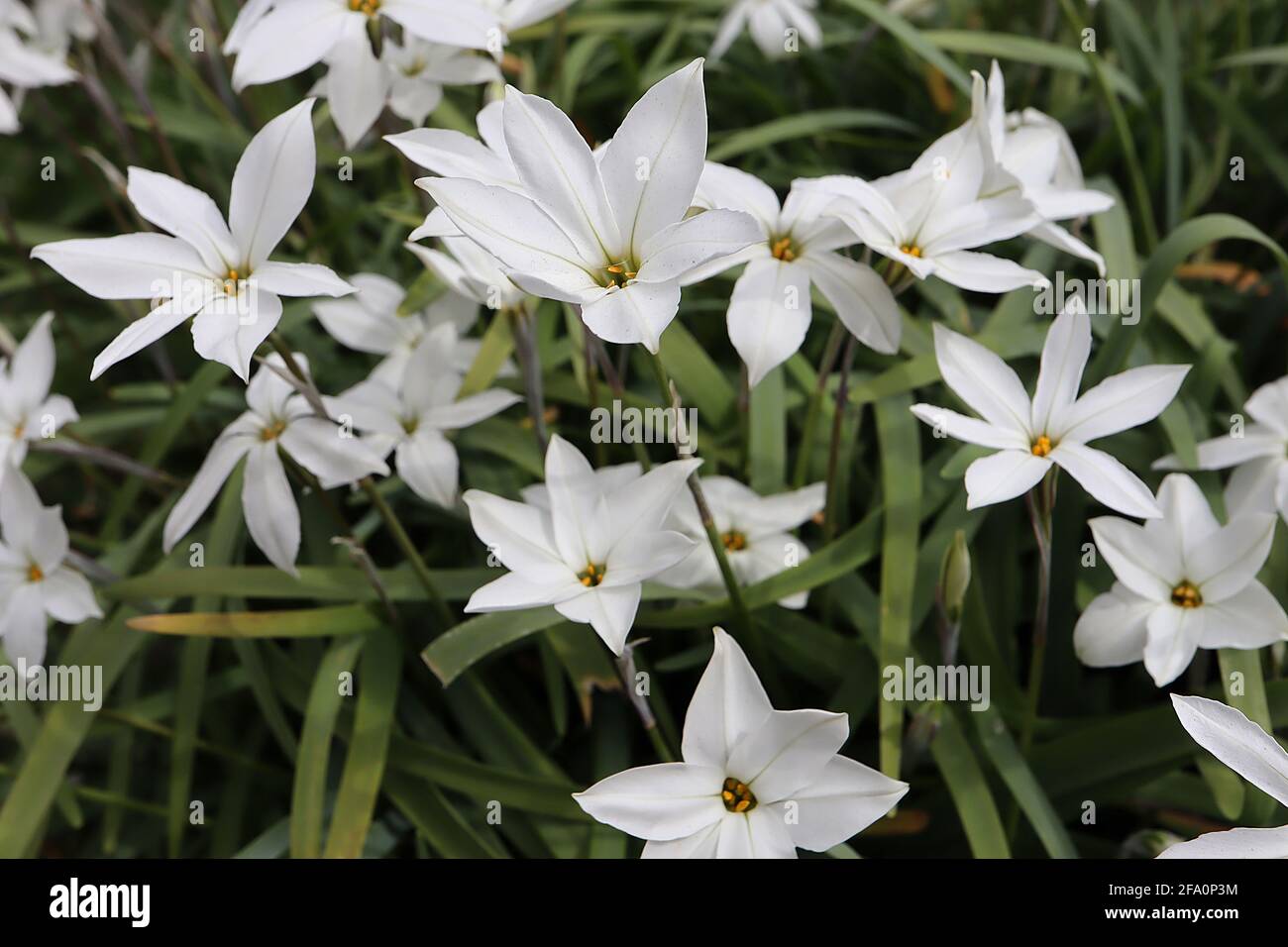 Ipheion uniflorum ‘White Star’ Springstar – fiore bianco a forma di stella tinta blu pallido, aprile, Inghilterra, Regno Unito Foto Stock