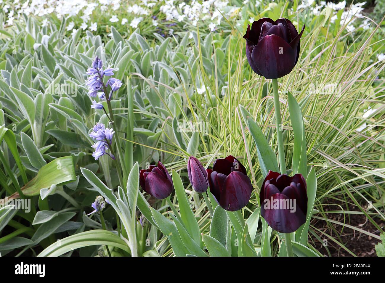 Tulipa ‘Queen of Night’ Single Late 5 Queen of Night tulipano – fiori di maroon viola scuro, aprile, Inghilterra, Regno Unito Foto Stock
