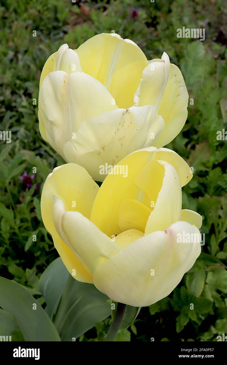 Tulipa ‘Ivory Floradale’ Darwin Hybrid 4 Ivory Floradale tulipano – fiori di crema, petali interni gialli, aprile, Inghilterra, Regno Unito Foto Stock