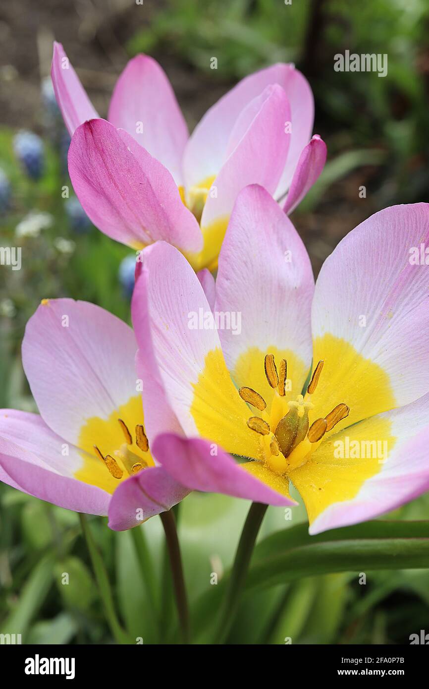 Tulipa saxatilis ‘Lilac Wonder’ specie tulipano 15 saxatilis Lilac Wonder tulipano - petali di lilla, grande base gialla, aprile, Inghilterra, Regno Unito Foto Stock