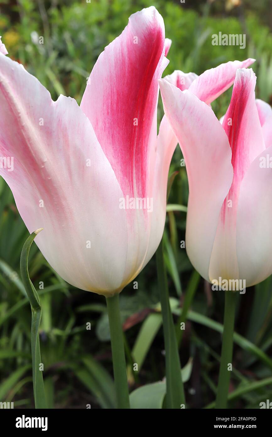Tulipa ‘Whispering Dream’ Triumph Tulip 3 Whispering Dream tulip - cremoso fiori bianchi, profonde fiamme rosa, aprile, Inghilterra, Regno Unito Foto Stock