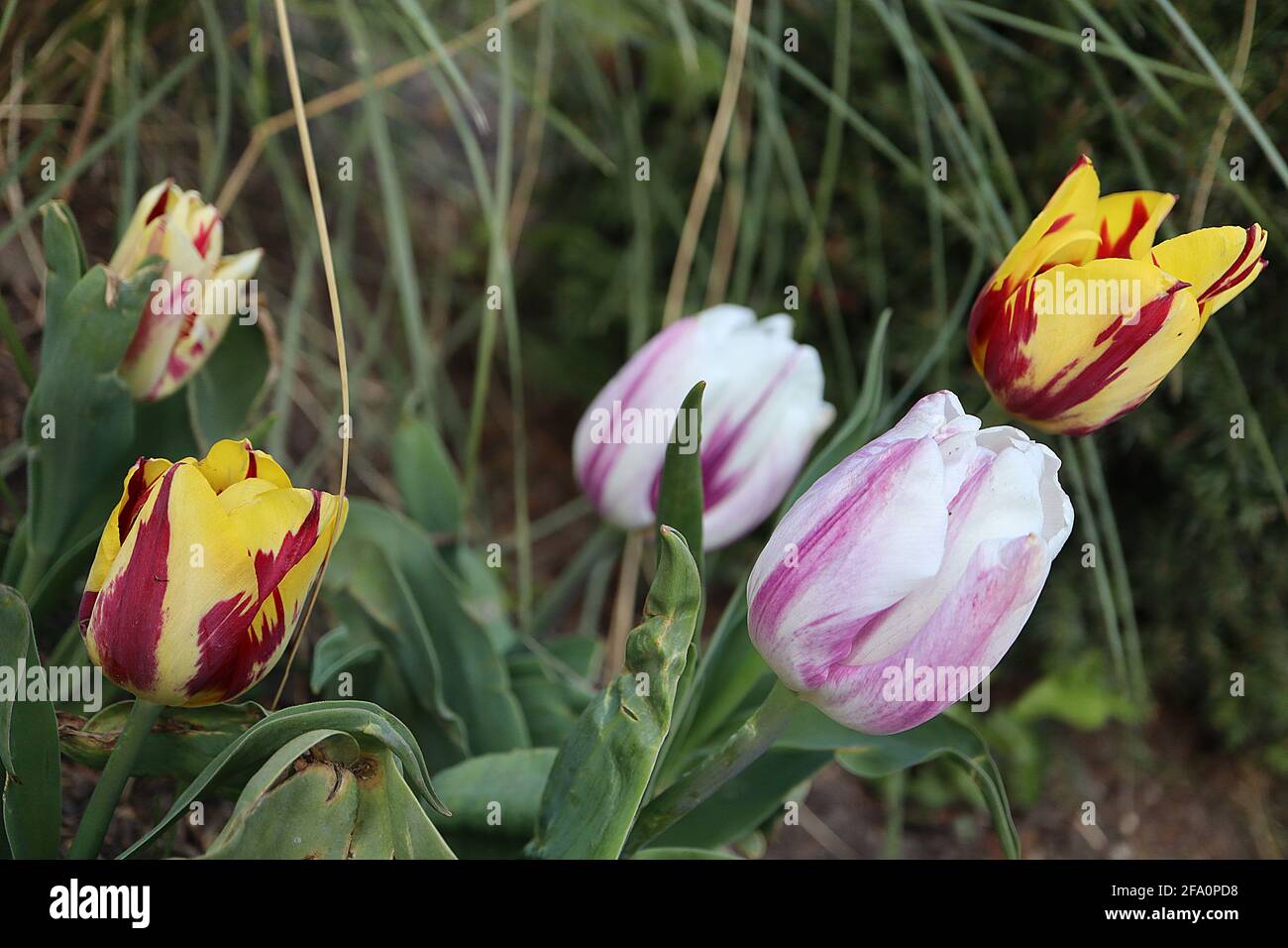 Tulipa ‘Rembrandt Mix’ Single Late 5 Rembrandt Mix tulipani – varietà di tulipani con contrassegni di stile Rembrandt, senza virus, aprile, Inghilterra, Regno Unito Foto Stock