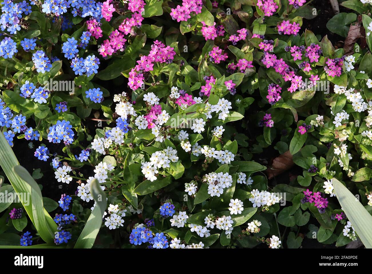 Myosotis alpestris Rose and White and myosotis sylvatica Blue Blue, pink and white Forget me nots, April, England, UK Foto Stock